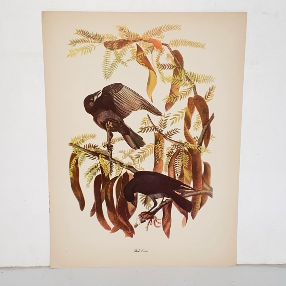 Vintage Audubon John  James Birds of America Fish Crow Lithograph Art Print